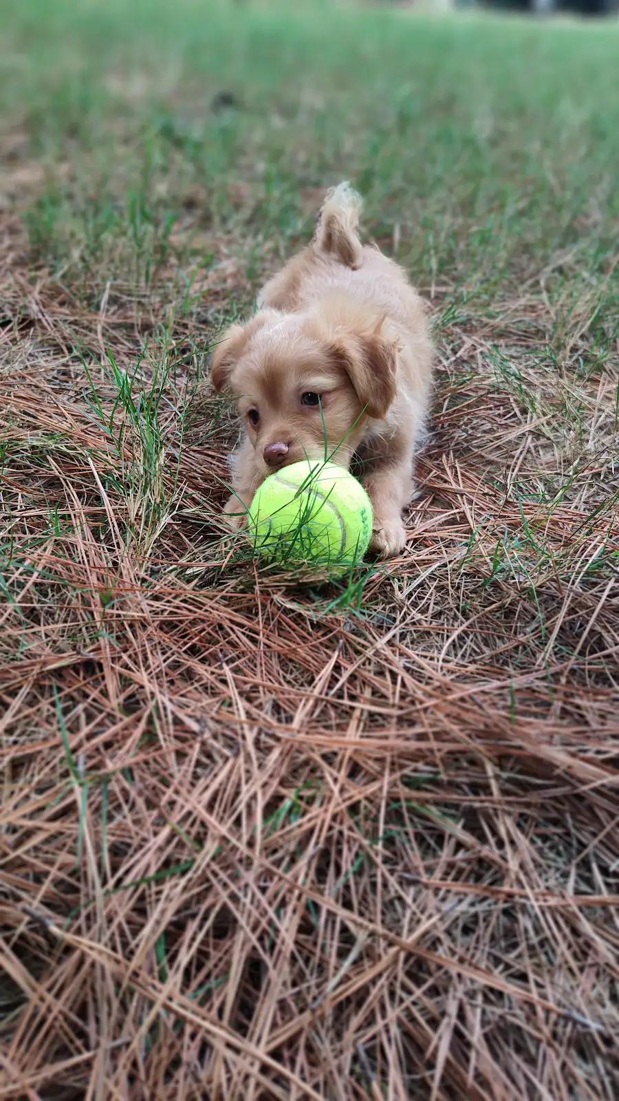 Enlarge Cashmere, a Adopted mixed breed in Cumming, GA image 5/6