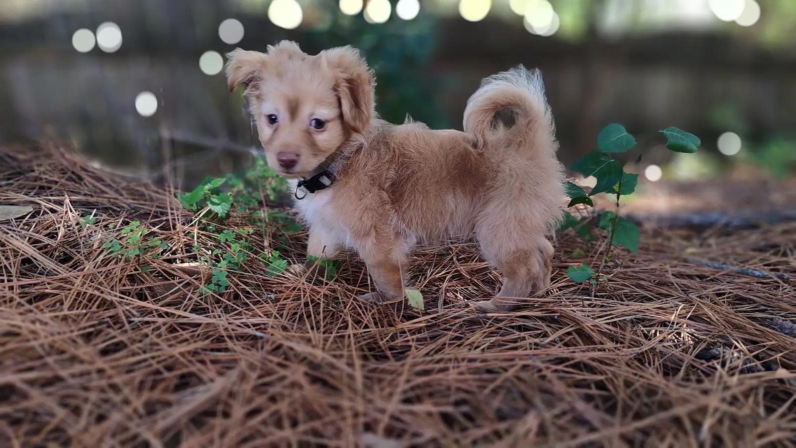 Enlarge Cashmere, a Adopted mixed breed in Cumming, GA image 2/6