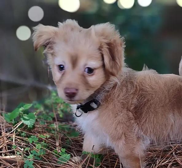 Enlarge Cashmere, a Adopted mixed breed in Cumming, GA image 1/6