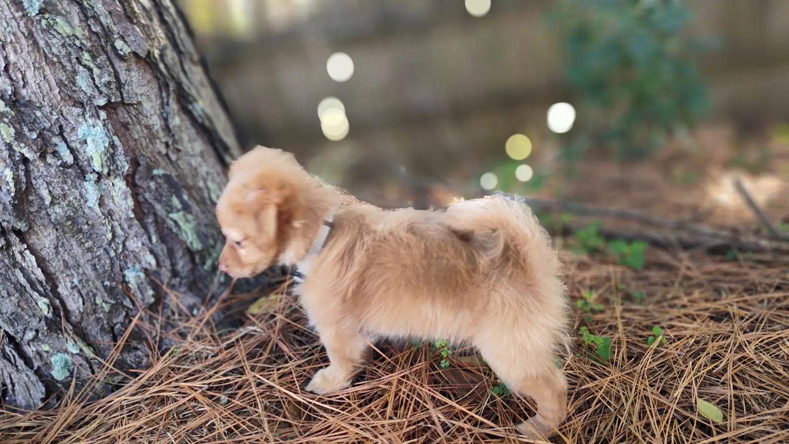 Enlarge Cashmere, a Adopted mixed breed in Cumming, GA image 3/6
