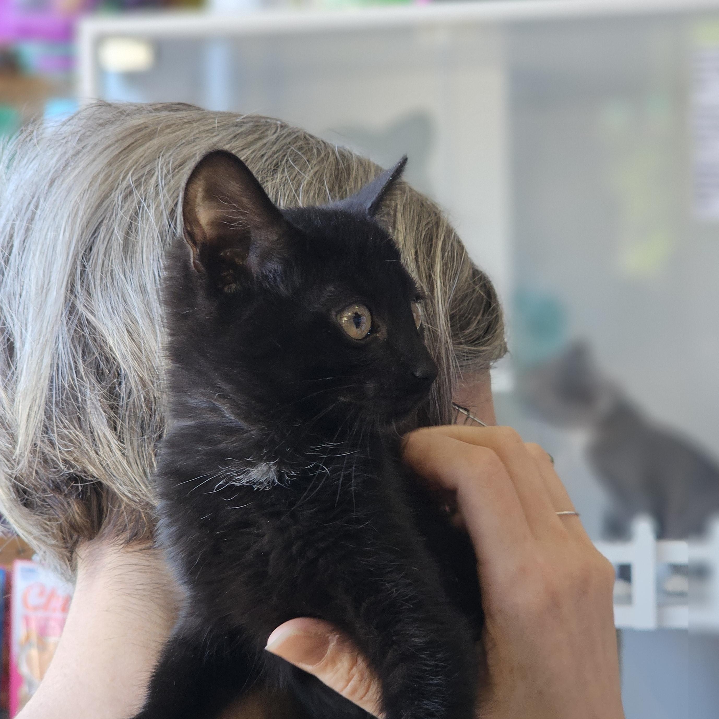 Masha, a Adopted mixed breed in Brooklyn, NY image 2/3