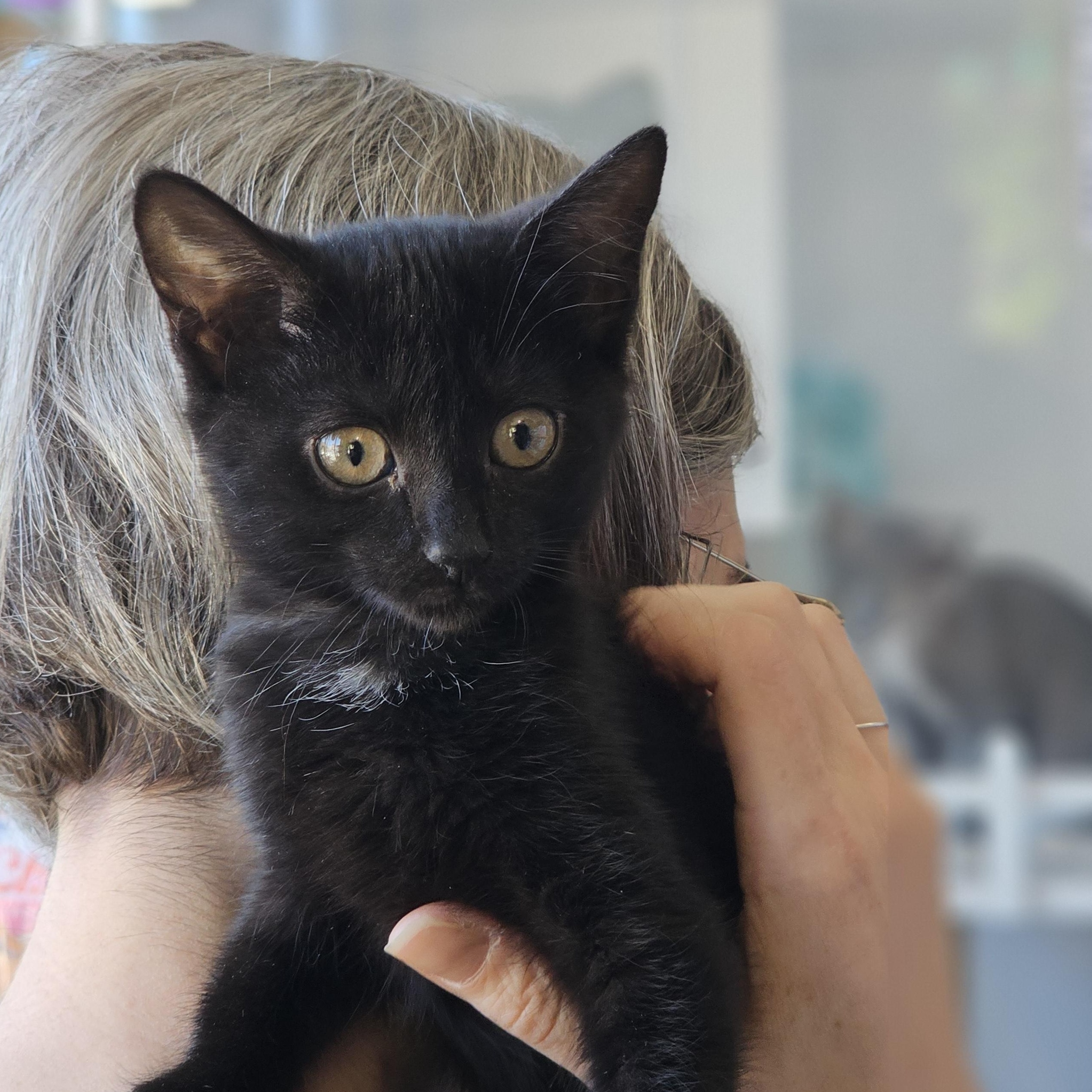 Masha, Adopted, Kitten Female American Shorthair.