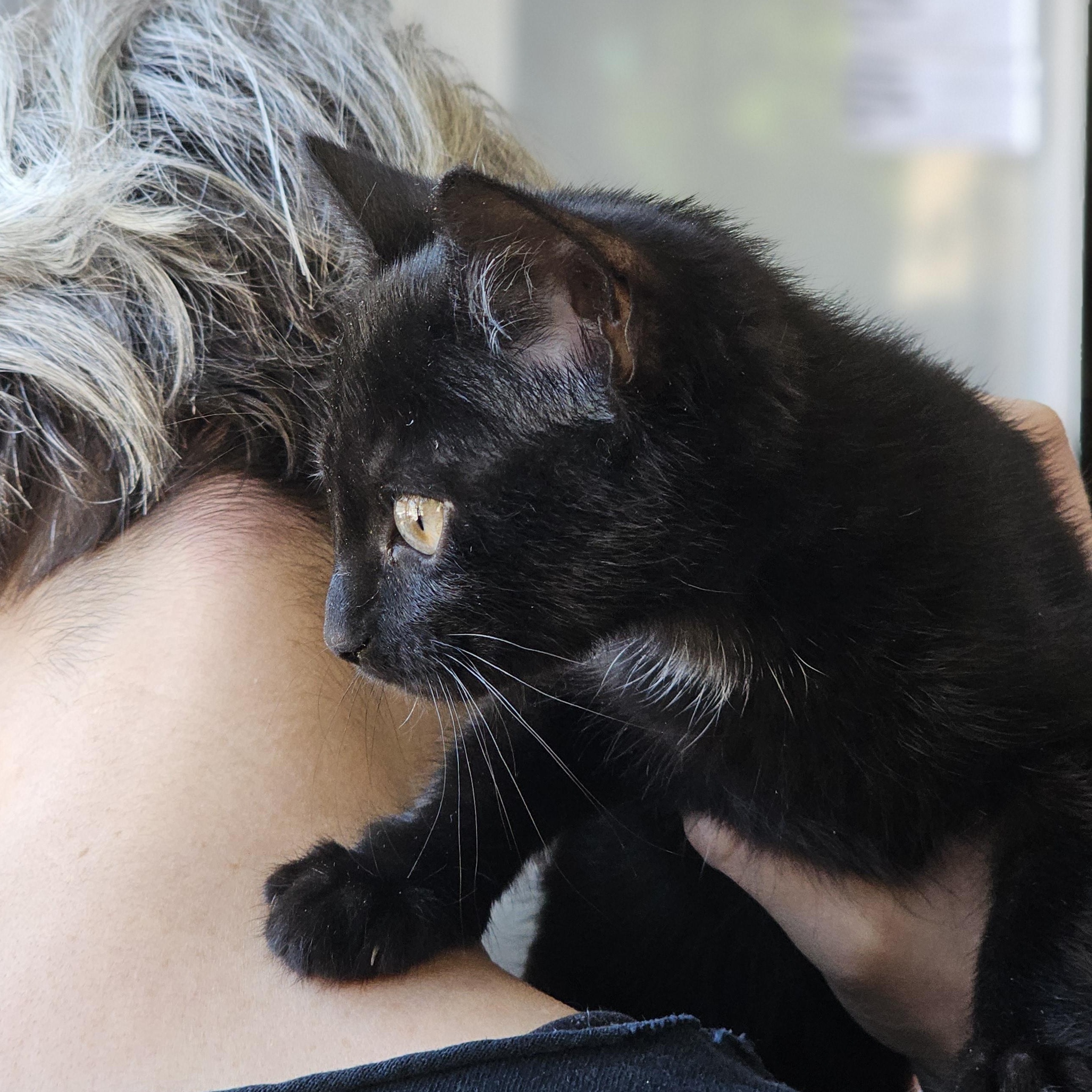 Masha, a Adopted mixed breed in Brooklyn, NY image 3/3