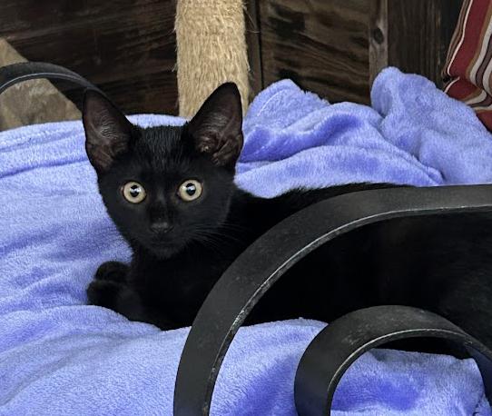 Enlarge Charlotte, a Adoptable Domestic Short Hair in Wadsworth, OH image 4/4