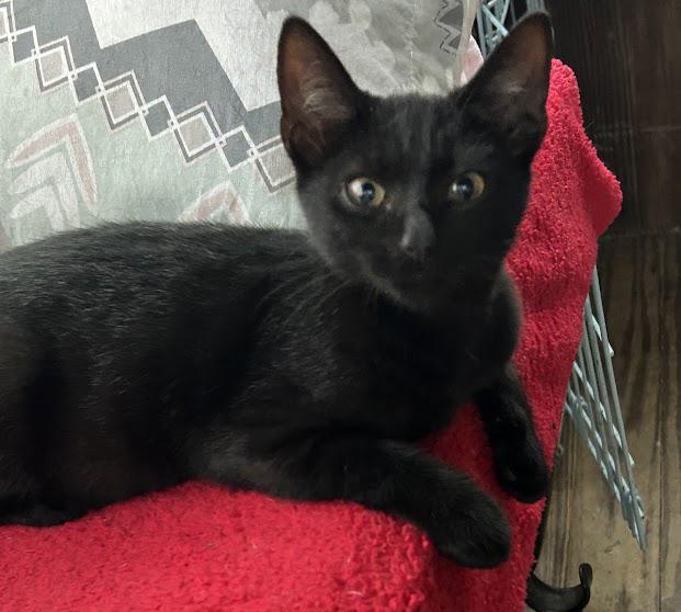 Charlotte, Adoptable, Kitten Female Domestic Short Hair.