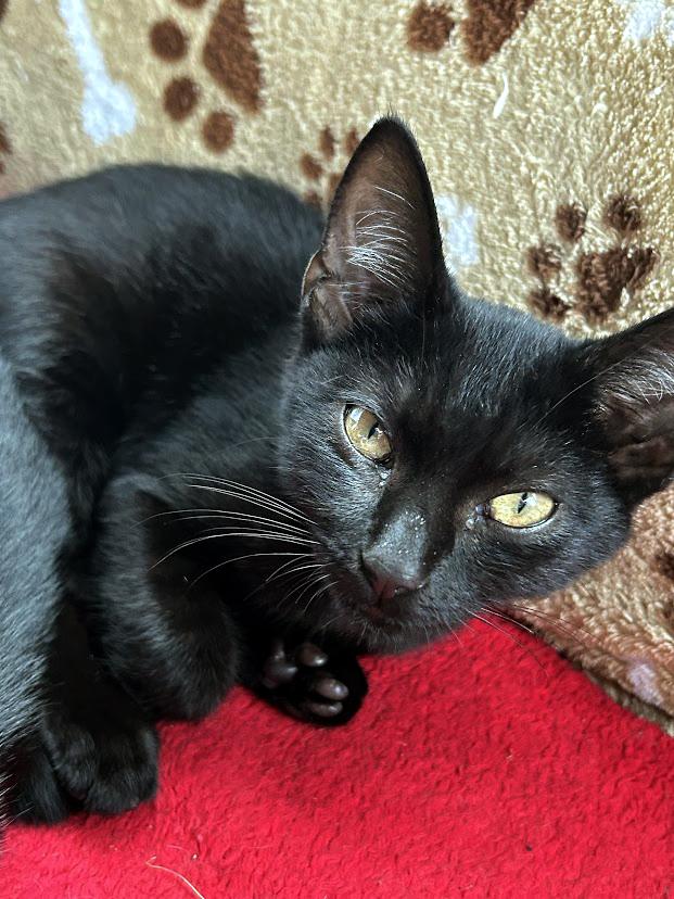 Enlarge Charlotte, a Adoptable Domestic Short Hair in Wadsworth, OH image 3/4