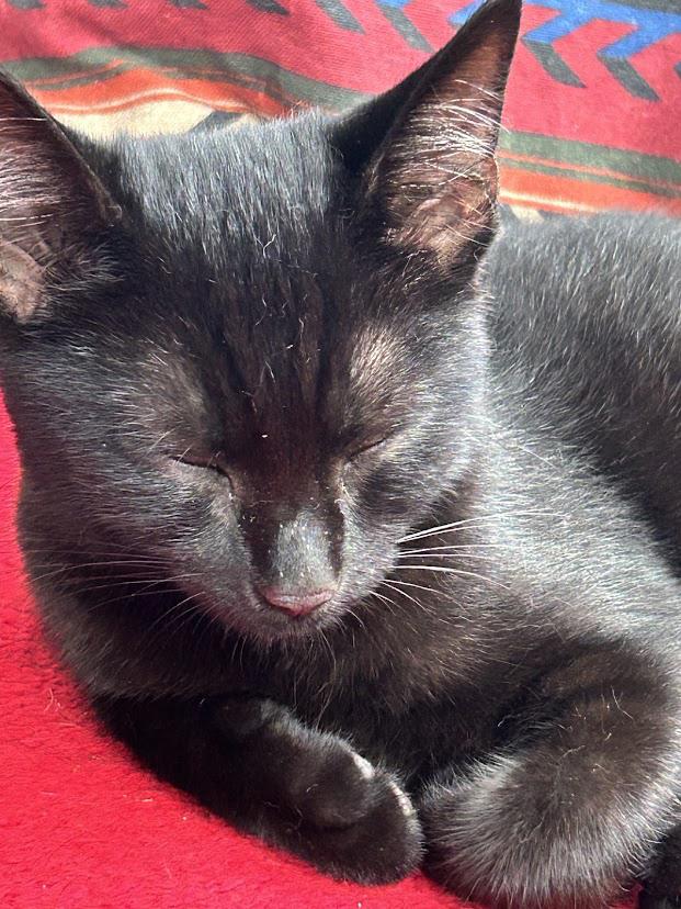 Enlarge Charlotte, a Adoptable Domestic Short Hair in Wadsworth, OH image 2/4