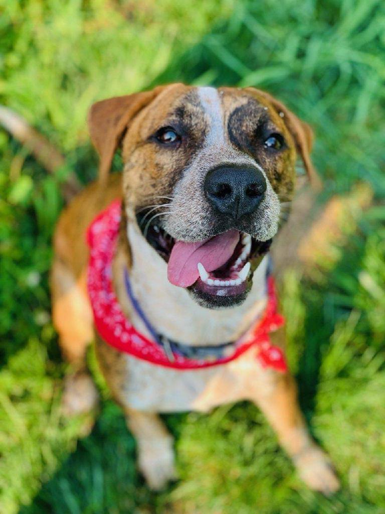 Bru, Adoptable, Adult Male Australian Cattle Dog / Blue Heeler & Pit Bull Terrier.