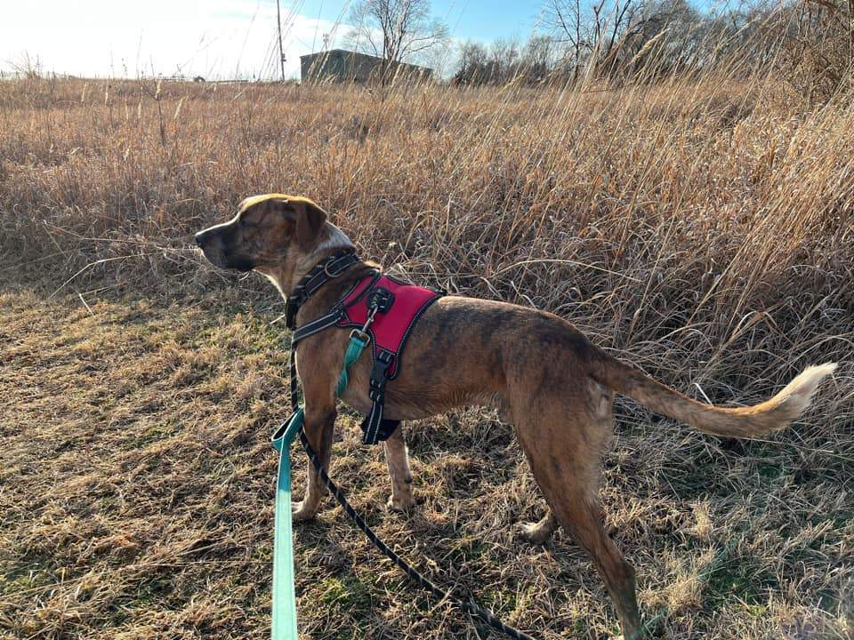 Bru, a Adoptable mixed breed in Geneseo, IL image 3/10