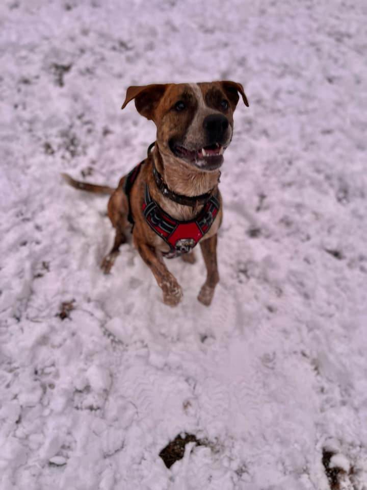 Bru, a Adoptable mixed breed in Geneseo, IL image 4/10