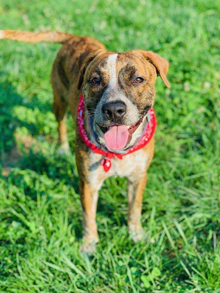 Bru, a Adoptable mixed breed in Geneseo, IL image 5/10