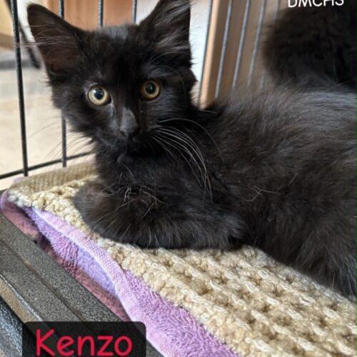 Enlarge Kenzo, a Adoptable Domestic Long Hair in Burlington, IA image 1/2