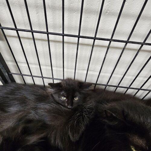 Enlarge Kenzo, a Adoptable Domestic Long Hair in Burlington, IA image 2/2