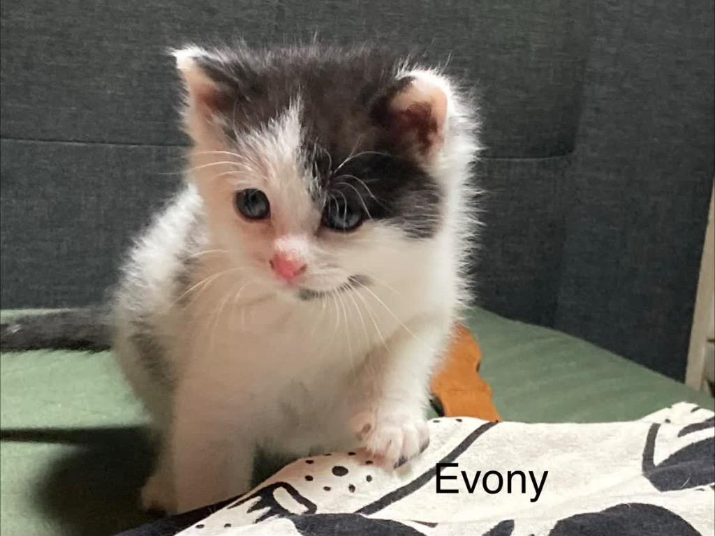 Enlarge Evony, a Adoptable mixed breed in Johnson City, TN image 1/6