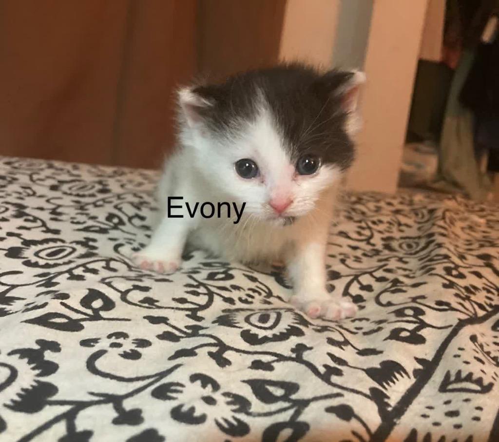 Enlarge Evony, a Adoptable mixed breed in Johnson City, TN image 3/6