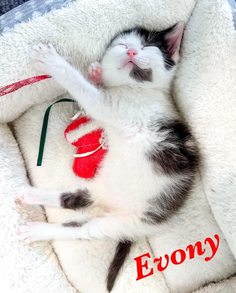 Enlarge Evony, a Adoptable mixed breed in Johnson City, TN image 4/6