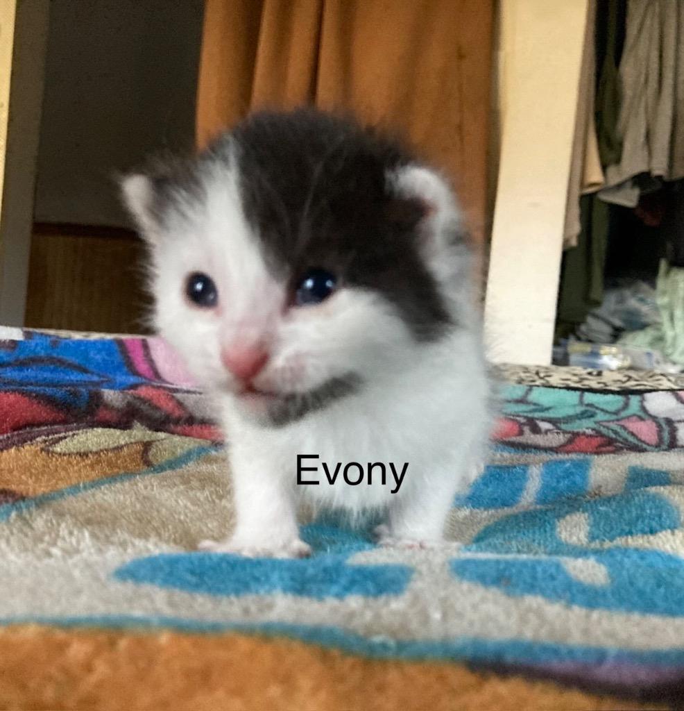 Enlarge Evony, a Adoptable mixed breed in Johnson City, TN image 5/6