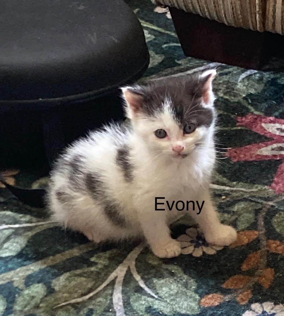 Enlarge Evony, a Adoptable mixed breed in Johnson City, TN image 6/6