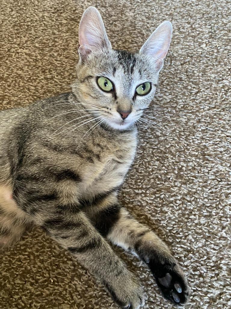Tiny Tot, Adoptable, Kitten Female Domestic Short Hair.