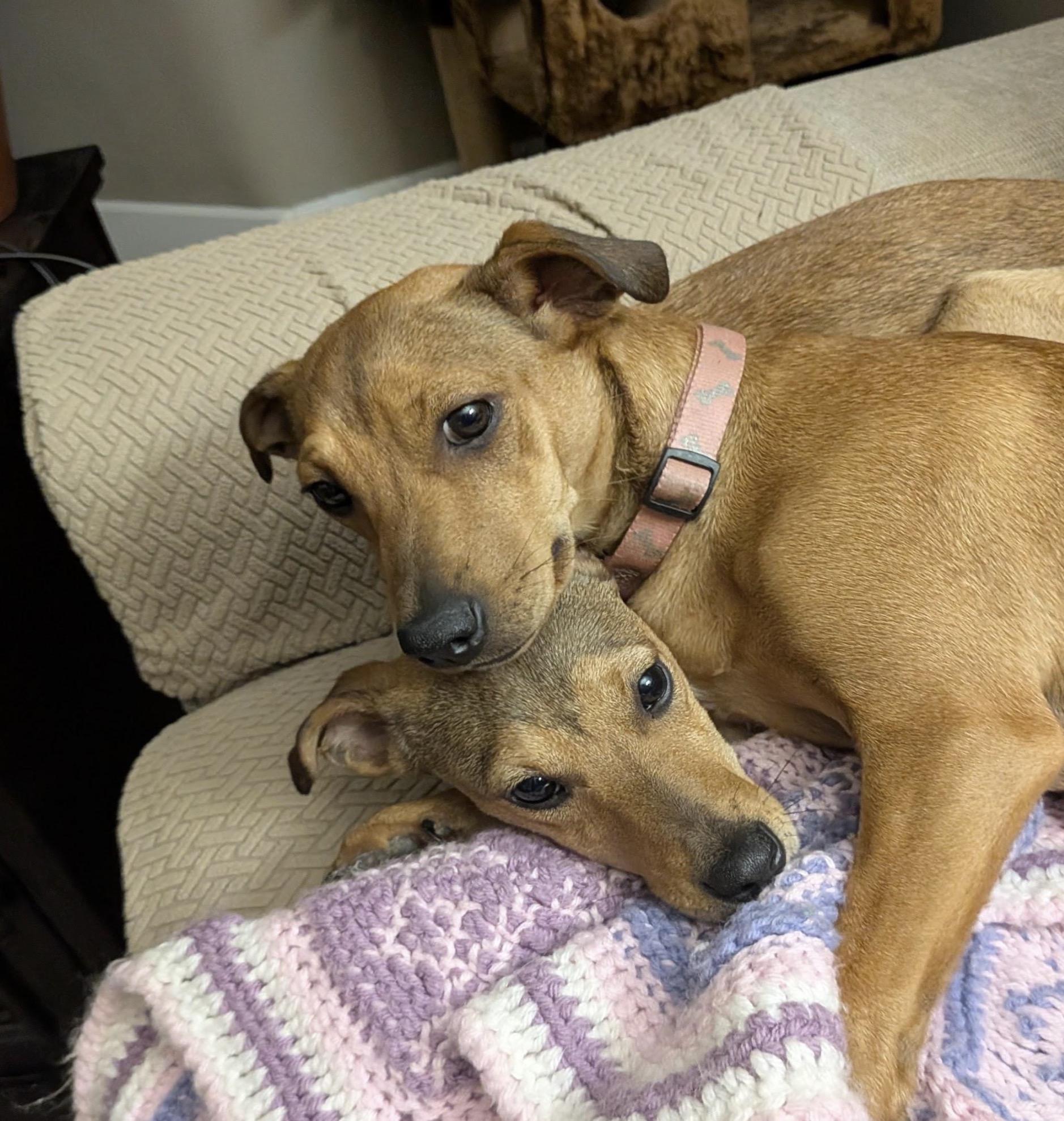 Enlarge Carly & Yuki, a Adoptable mixed breed in Maryville, TN image 3/6