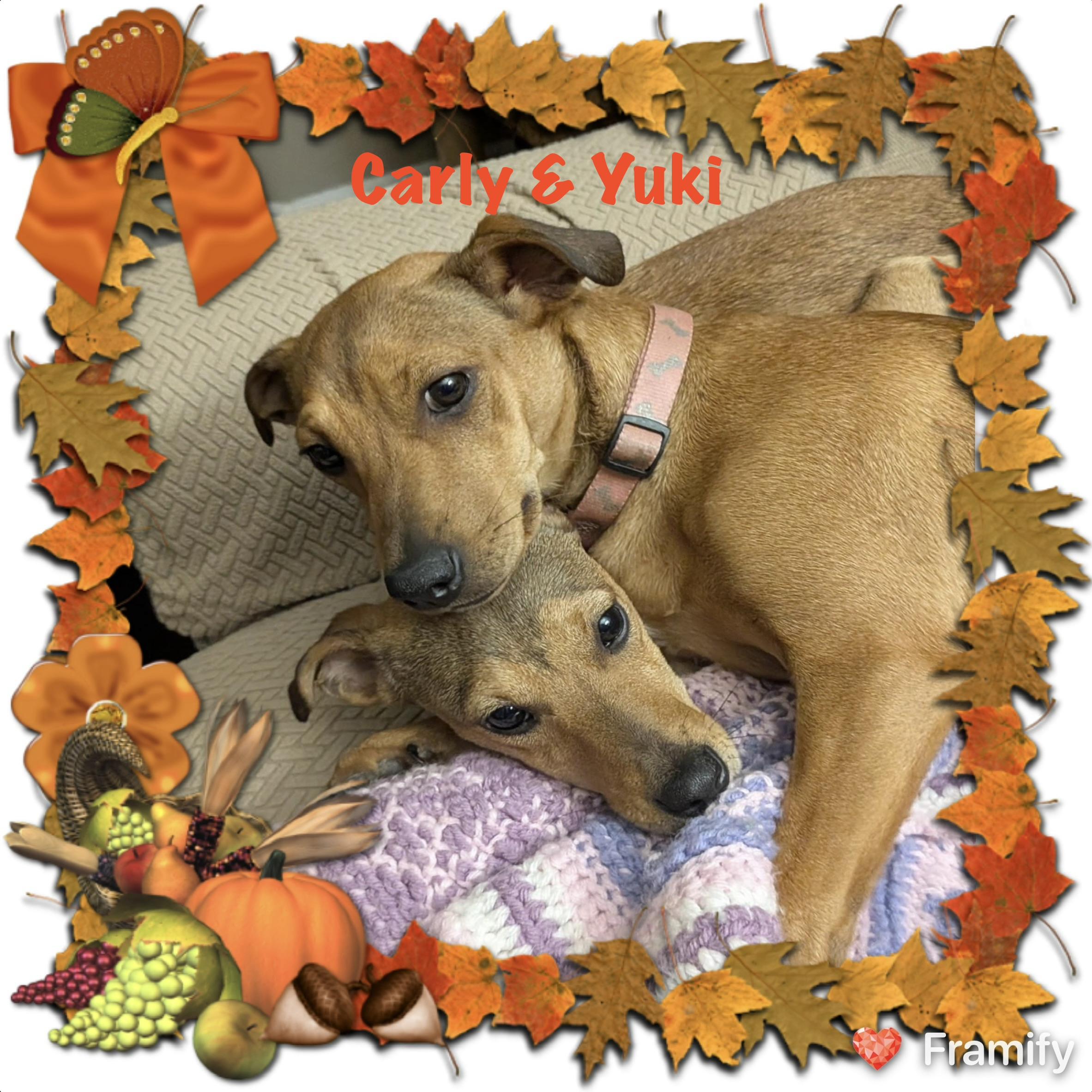 Enlarge Carly & Yuki, a Adoptable mixed breed in Maryville, TN image 2/6