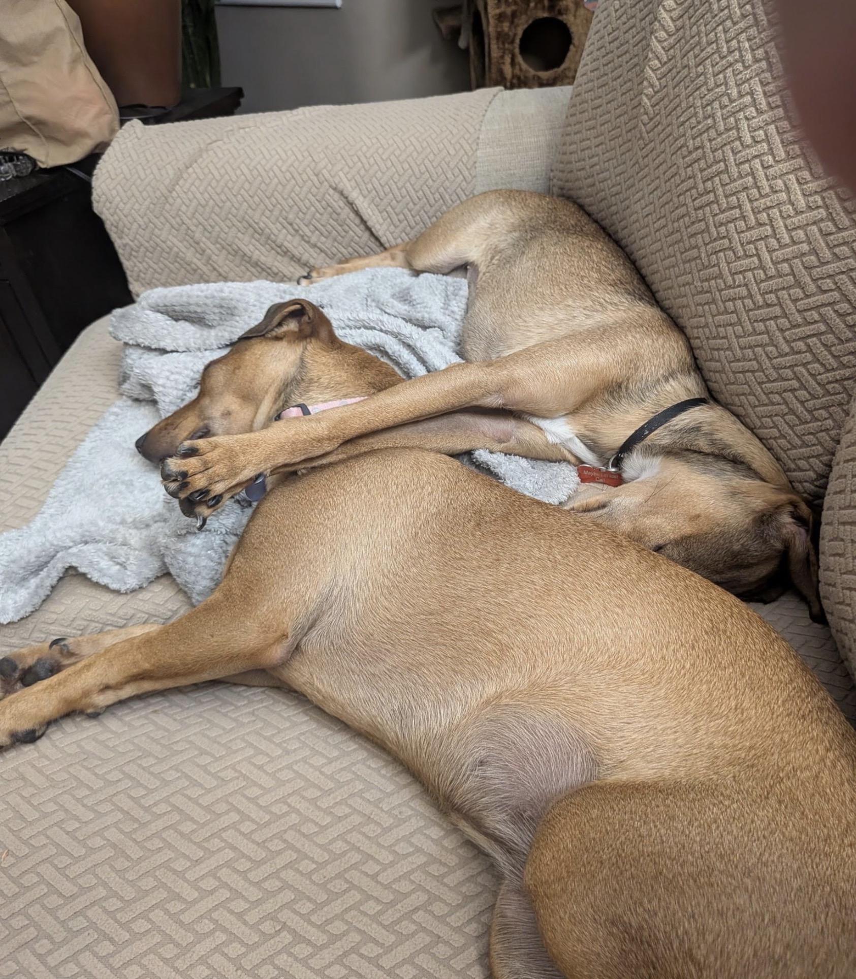 Enlarge Carly & Yuki, a Adoptable mixed breed in Maryville, TN image 6/6