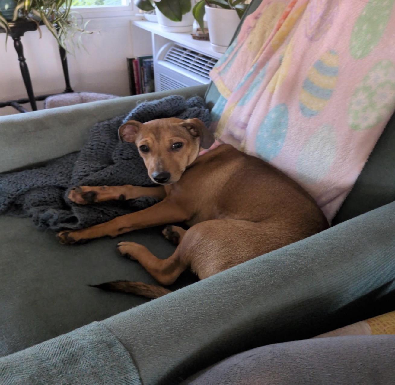 Enlarge Carly & Yuki, a Adoptable mixed breed in Maryville, TN image 5/6