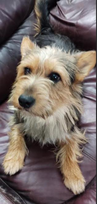 Enlarge Nene Adopted, a Adopted Yorkshire Terrier in Cranston, RI image 1/2