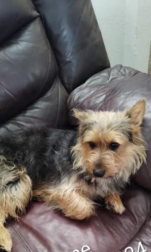 Enlarge Nene Adopted, a Adopted Yorkshire Terrier in Cranston, RI image 2/2
