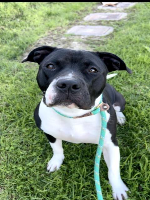 Enlarge STELLA, a Adoptable Pit Bull Terrier in San Pedro, CA image 1/1