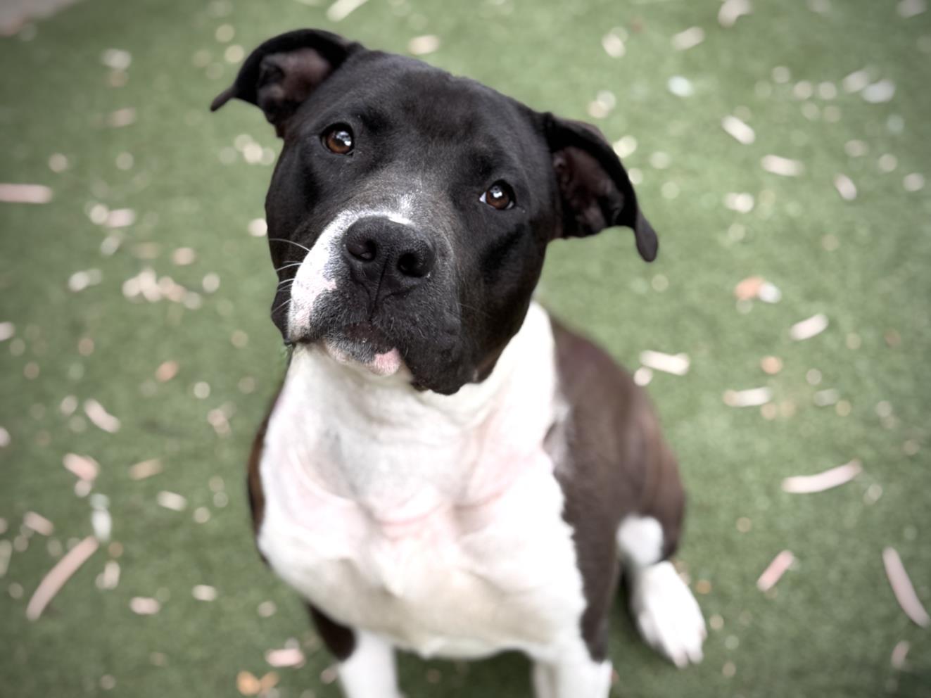 STELLA, Adoptable, Adult Female Pit Bull Terrier.