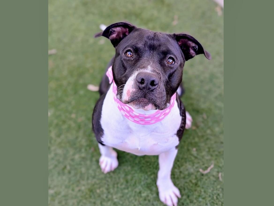 STELLA, Adoptable, Adult Female Pit Bull Terrier.