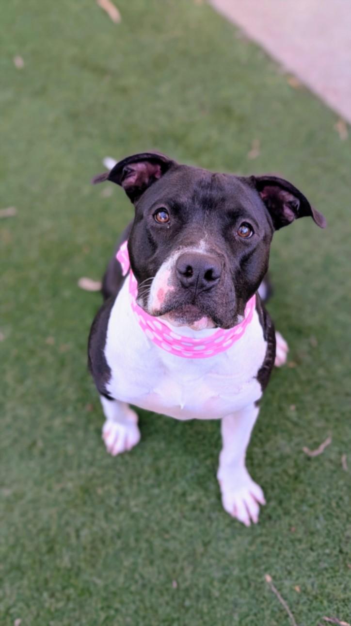 Enlarge STELLA, a Adoptable Pit Bull Terrier in San Pedro, CA image 1/1