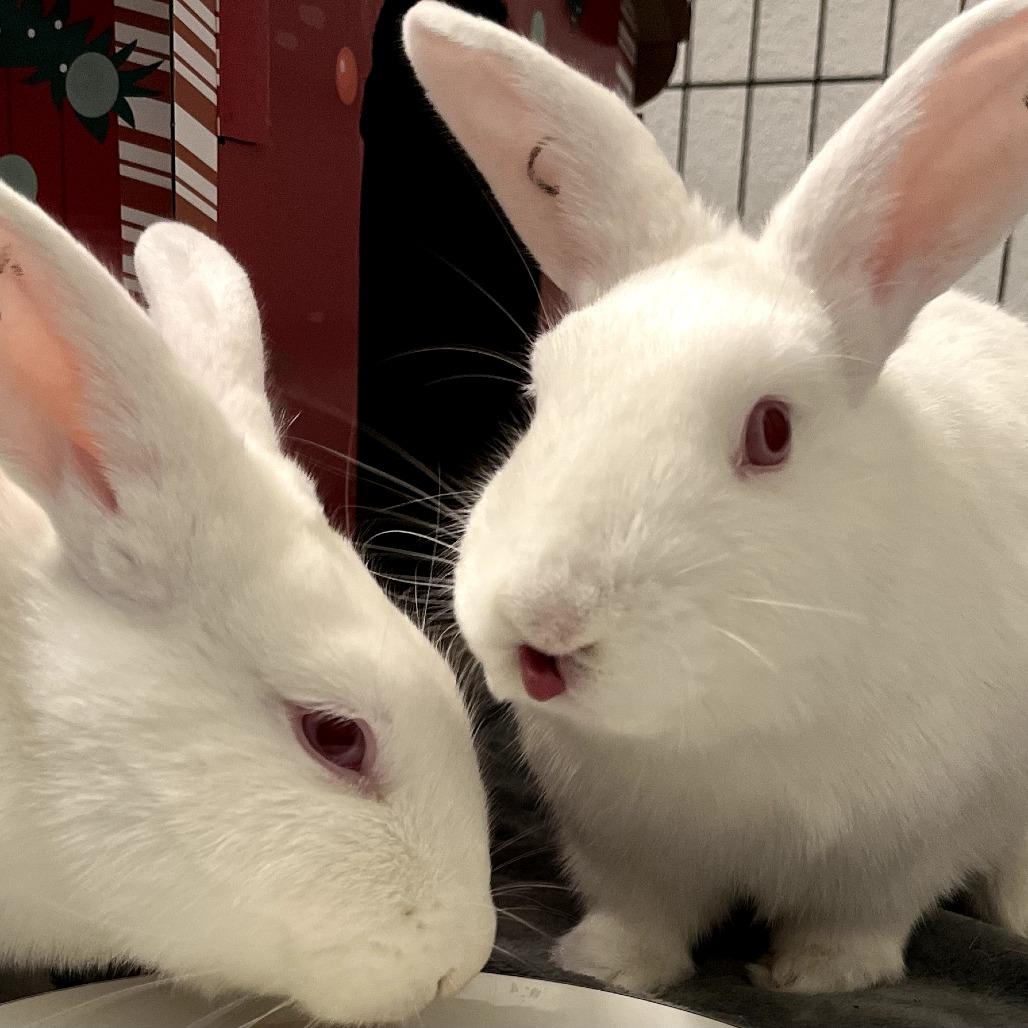 Joe, Adoptable, Young Male Florida White.