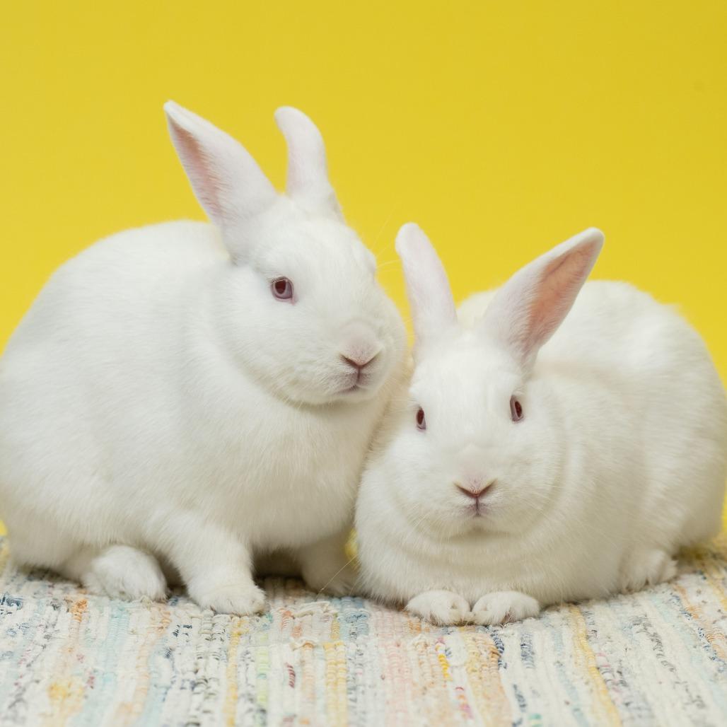 Joe, a Adoptable Florida White in Richmond, CA image 4/6