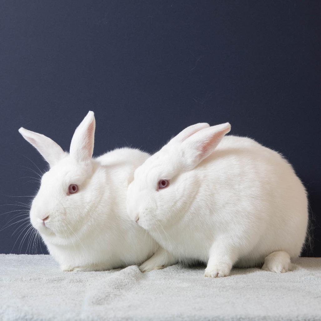 Enlarge Joe, a Adoptable Florida White in Richmond, CA image 5/6