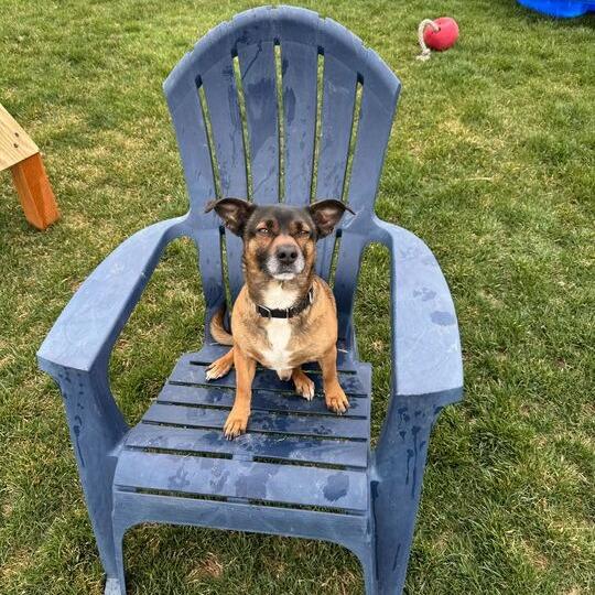 Enlarge Meatball, a Adoptable mixed breed in Driggs, ID image 1/3