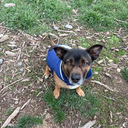 Enlarge Meatball, a Adoptable mixed breed in Driggs, ID image 2/3