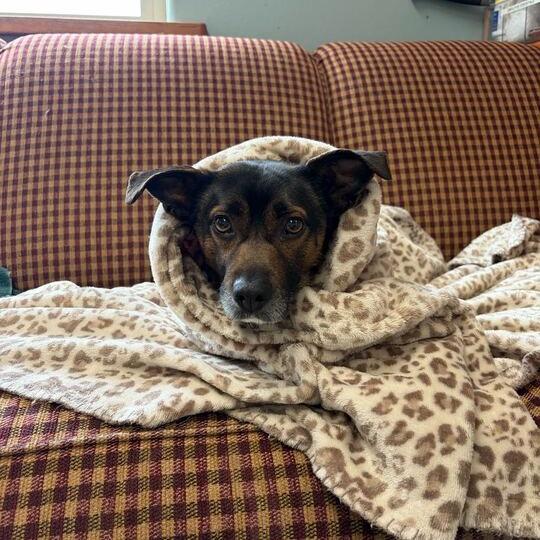 Enlarge Meatball, a Adoptable mixed breed in Driggs, ID image 3/3