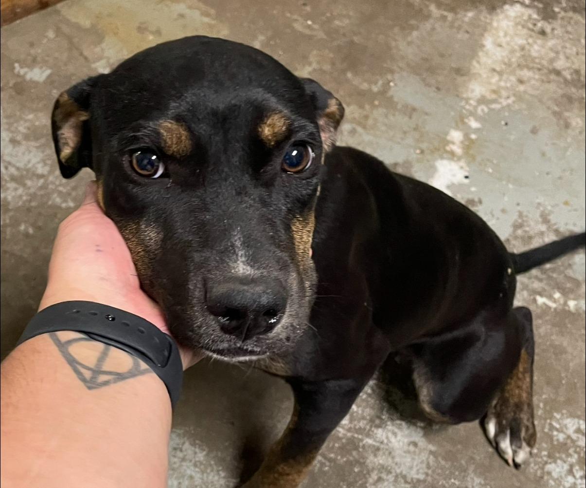 Maddison, an adoptable Rottweiler in Portales, NM, 88130 | Photo Image 1
