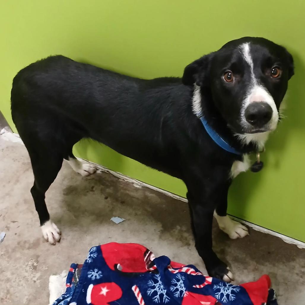Socks, Adoptable, Adult Male Border Collie & Mixed Breed.