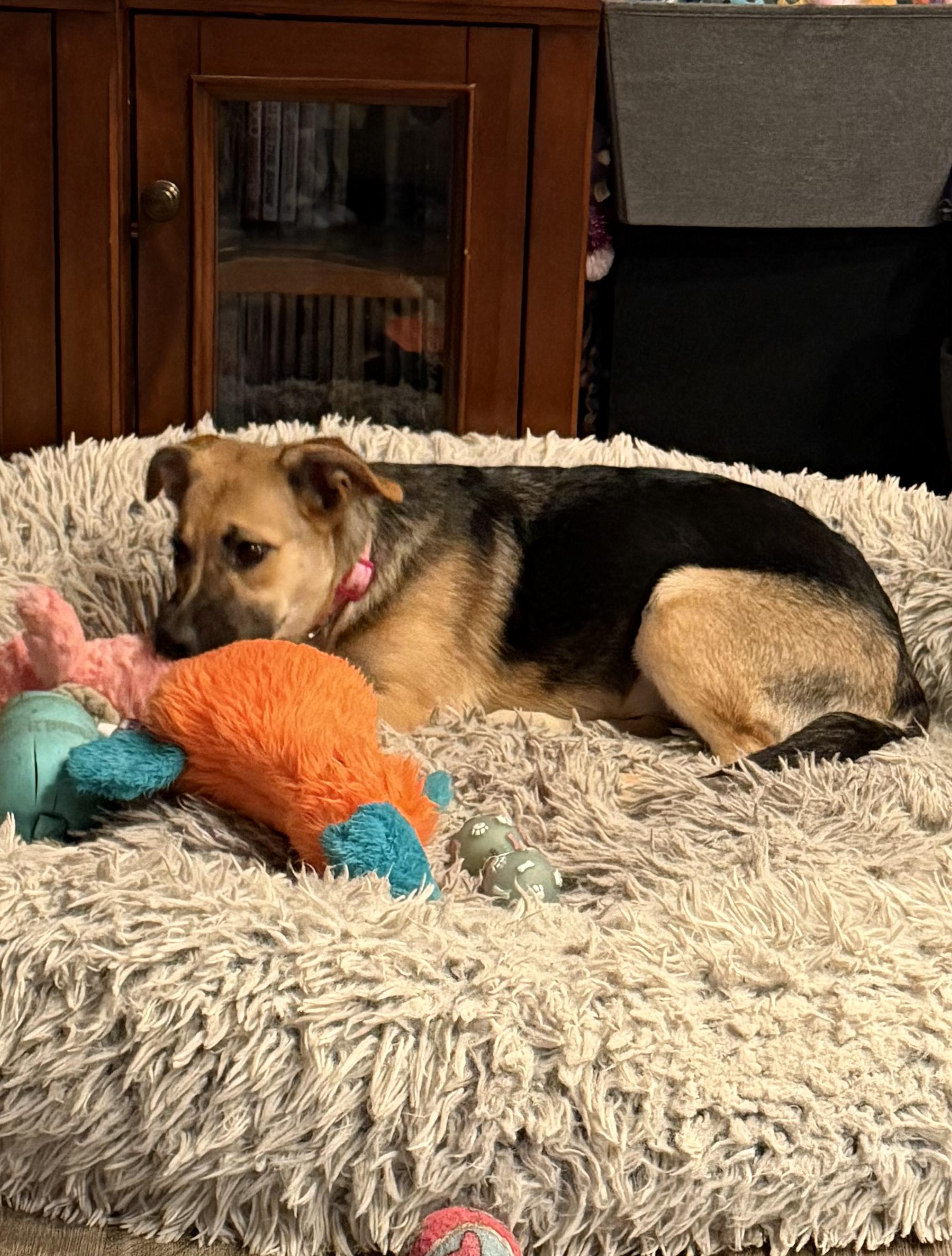 Janet II, Adopted, Puppy Female German Shepherd Dog.
