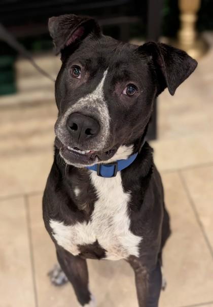 Champion, Adoptable, Adult Male Terrier & Mixed Breed.