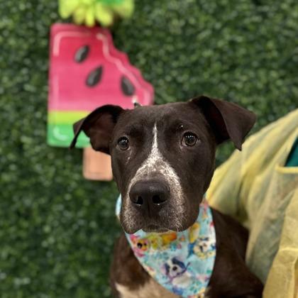 Enlarge Champion, a Adoptable mixed breed in Gulfport, MS image 2/3