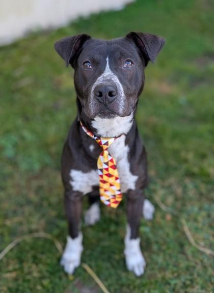 Enlarge Champion, a Adoptable mixed breed in Gulfport, MS image 3/3