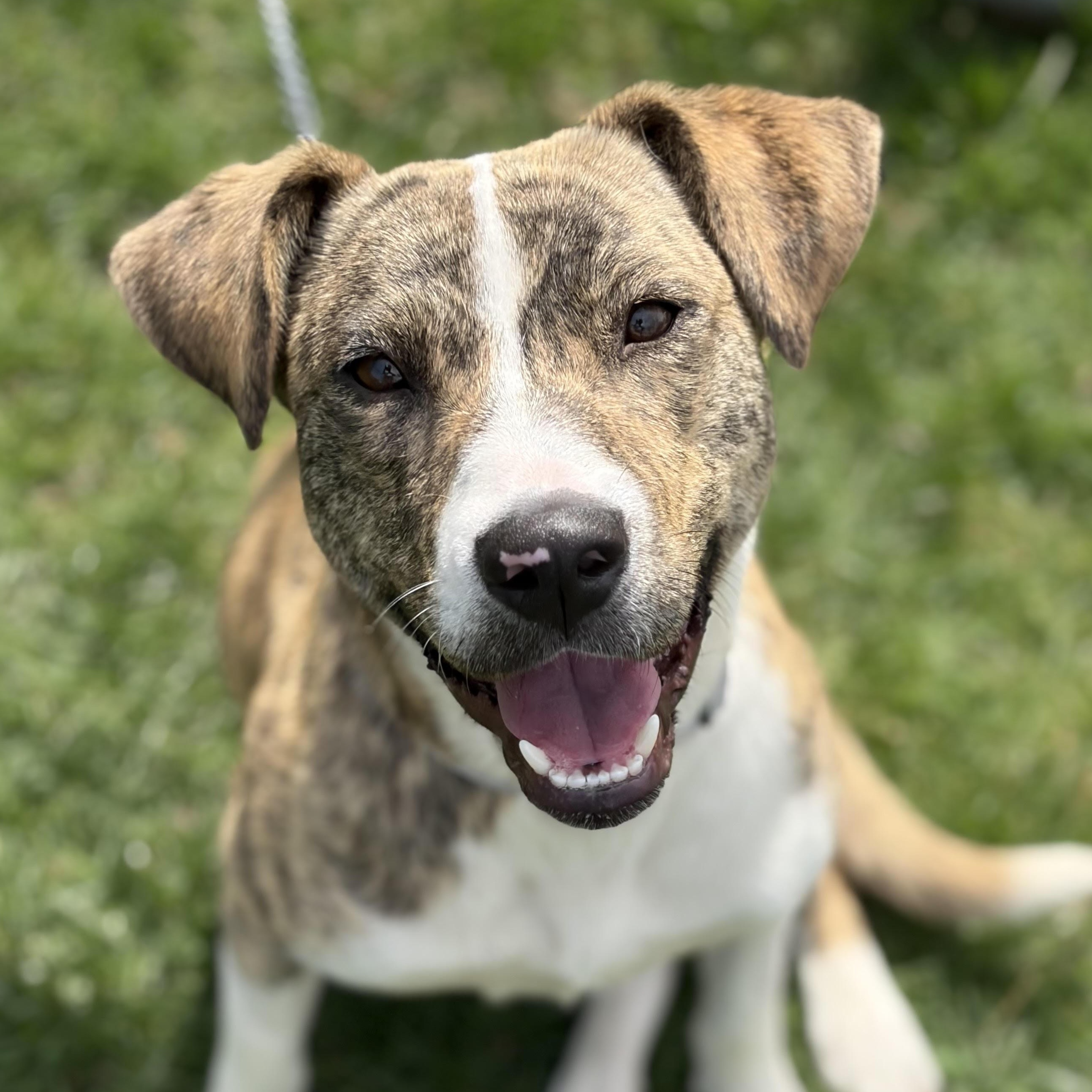 Dally (Adoption Fee FULLY Sponsored Through End of April!), adopted, Young Female Terrier.