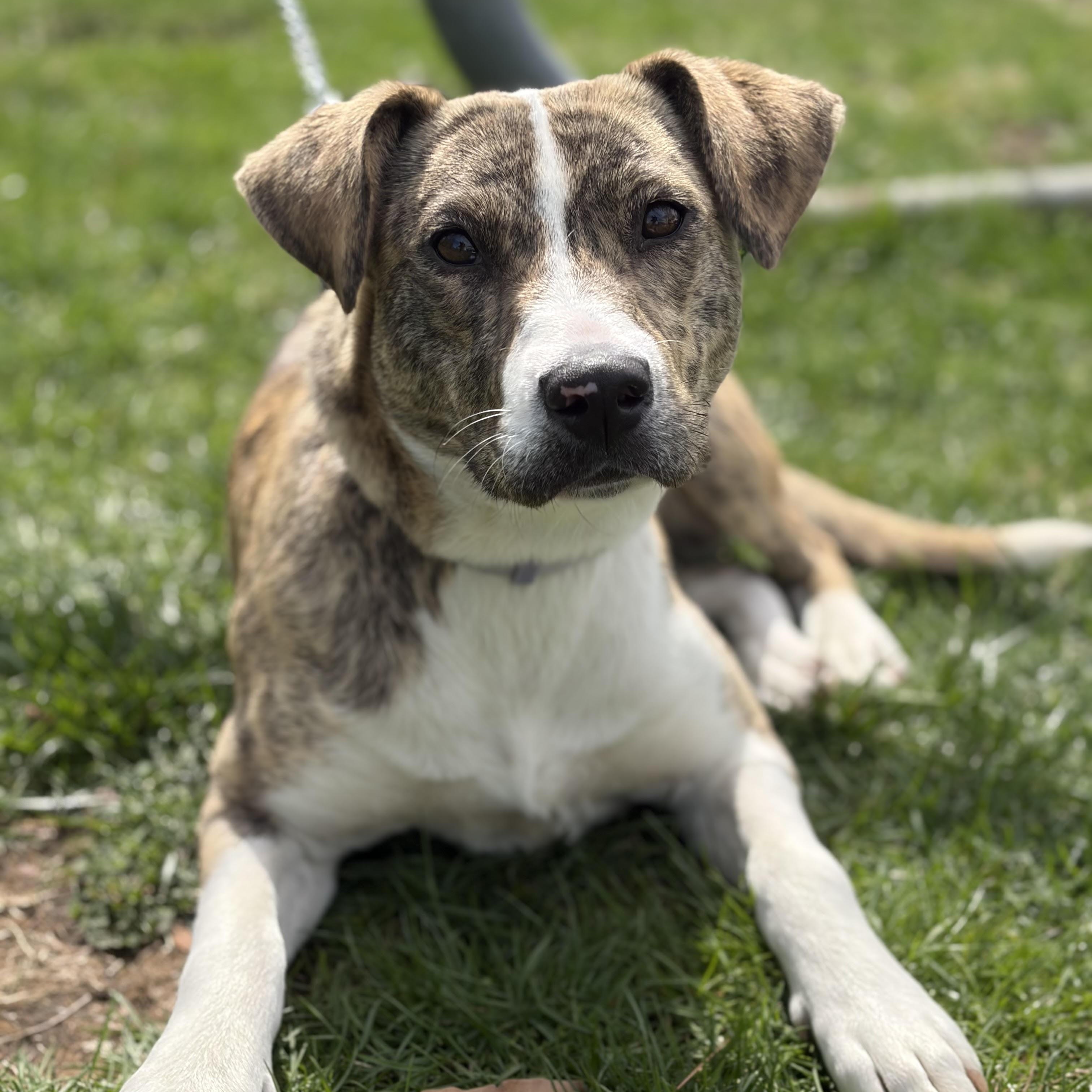 Enlarge Dally (Adoption Fee FULLY Sponsored Through End of April!), an adopted mixed breed in Lemont, IL image 3/6