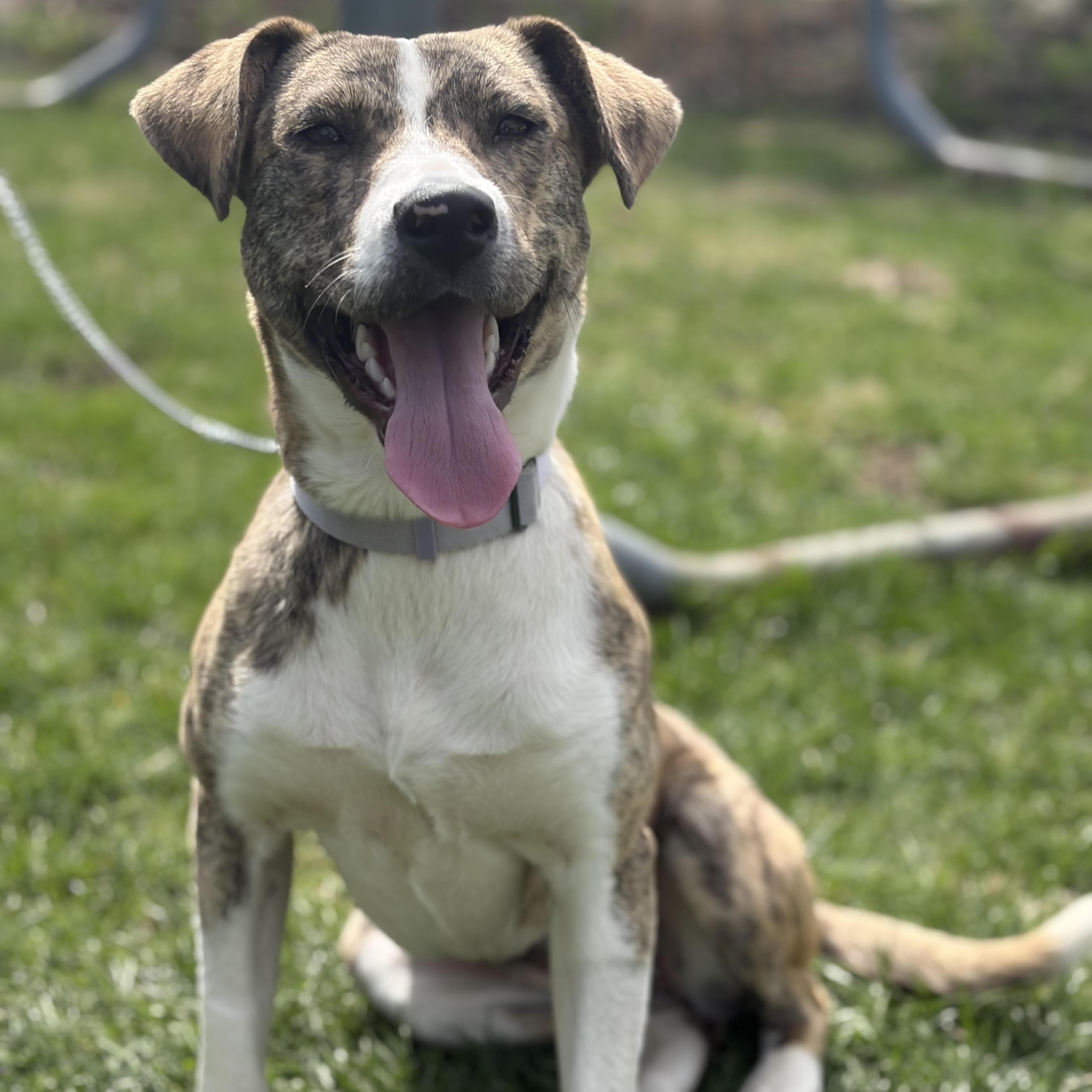 Enlarge Dally (Adoption Fee FULLY Sponsored Through End of April!), an adopted mixed breed in Lemont, IL image 2/6