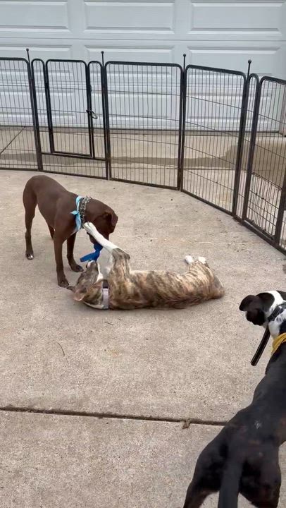 Enlarge Dally (Adoption Fee FULLY Sponsored Through End of April!), an adopted mixed breed in Lemont, IL video 4/6