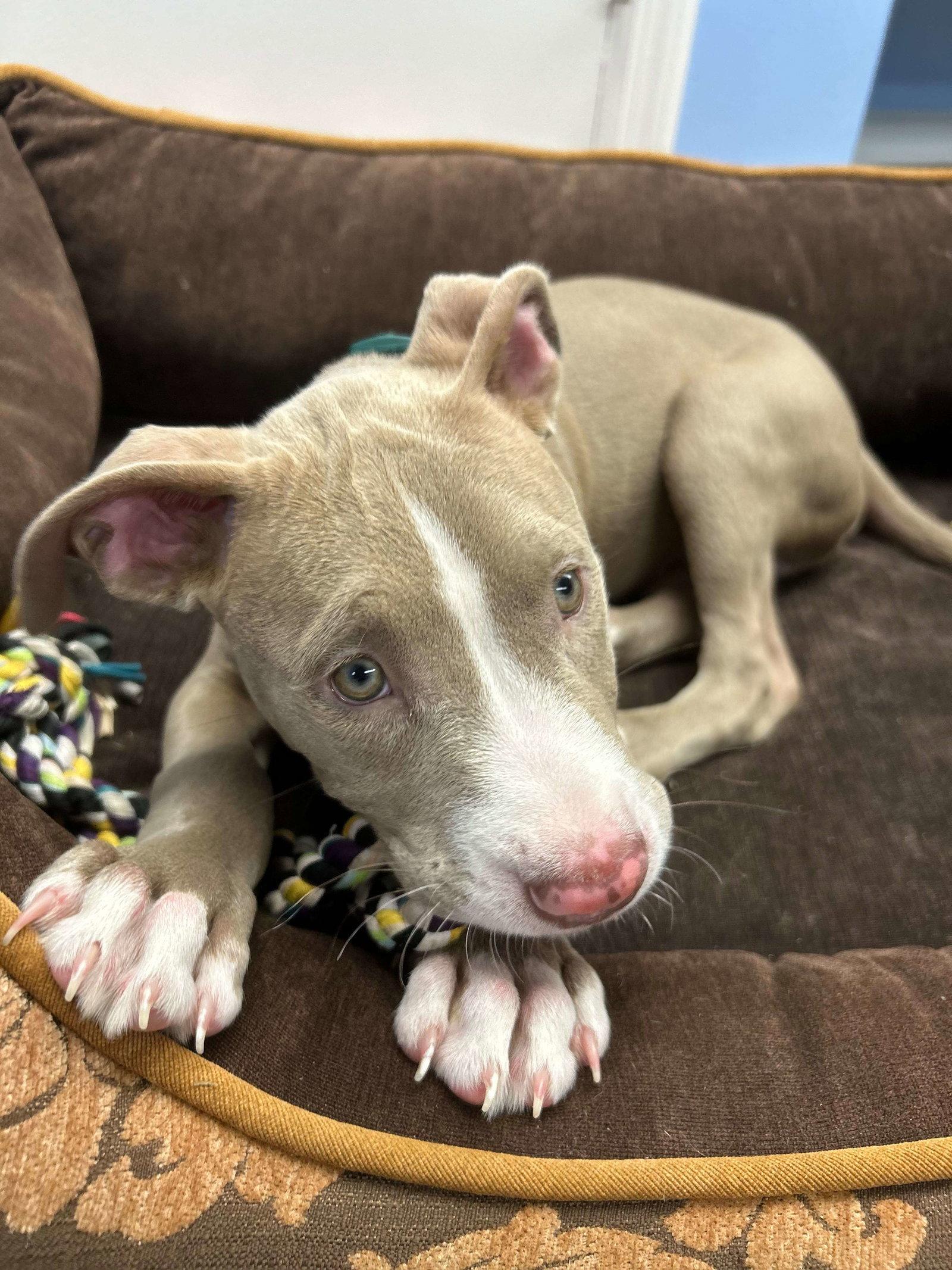 Ridge, Adoptable, Puppy Male Pit Bull Terrier.
